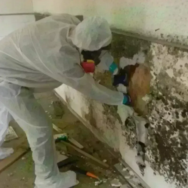 Mold Remediation and Removal in Poydras, LA